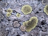 Dimelaena oreina image