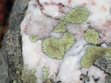 Dimelaena oreina image
