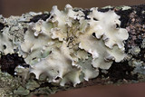 Parmotrema austrosinense image