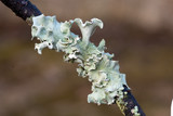 Parmotrema austrosinense image