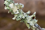 Parmotrema austrosinense image