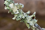 Parmotrema austrosinense image