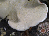 Parmotrema austrosinense image