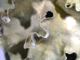 Parmotrema austrosinense image
