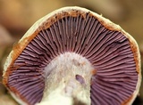 Cortinarius alboviolaceus image