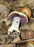 Cortinarius alboviolaceus image