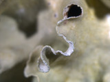 Parmotrema austrosinense image