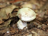 Cortinarius alboviolaceus image