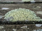 Flavoparmelia baltimorensis image