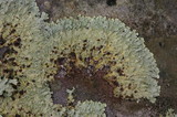 Flavoparmelia baltimorensis image