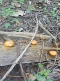 Gymnopilus liquiritiae image