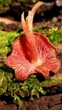 Callistosporium purpureomarginatum image