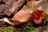 Callistosporium purpureomarginatum image