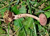 Callistosporium purpureomarginatum image