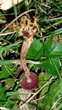 Callistosporium purpureomarginatum image
