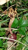 Callistosporium purpureomarginatum image