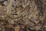 Phaeohelotium epiphyllum image
