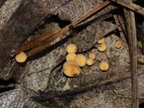 Phaeohelotium epiphyllum image
