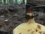 Paragyrodon sphaerosporus image