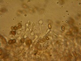 Galerina tibiicystis image