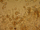 Galerina tibiicystis image