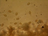 Galerina tibiicystis image