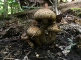 Lacrymaria echiniceps image