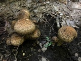 Lacrymaria echiniceps image