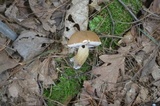 Tylopilus felleus image