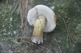Tylopilus felleus image