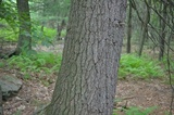 Tylopilus felleus image
