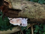 Postia fragilis image