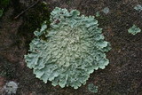 Flavoparmelia baltimorensis image