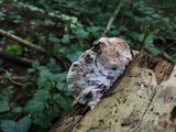Postia fragilis image