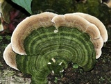 Cerrena unicolor image