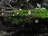Tatraea macrospora image