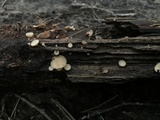 Tatraea macrospora image