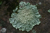 Flavoparmelia baltimorensis image