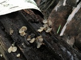 Tatraea macrospora image