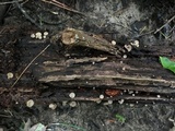 Tatraea macrospora image