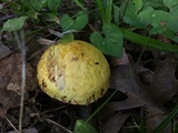 Suillus americanus image