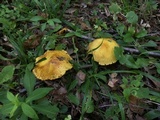 Suillus americanus image