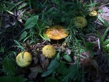 Suillus americanus image