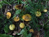 Suillus americanus image