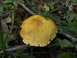Suillus americanus image