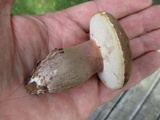 Tylopilus ferrugineus image