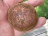 Tylopilus ferrugineus image