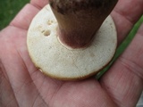 Tylopilus ferrugineus image