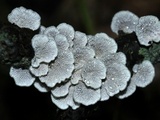 Plicaturopsis crispa image