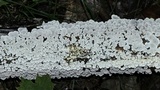 Plicaturopsis crispa image